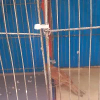 قناری نر ۴۵۰|پرنده|قم, شهرک امام حسین|دیوار