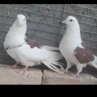 تعدادی کبوتر پرشی