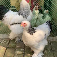 جوجه برهما لایت