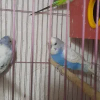 دو جفت مرغ عشق انگلیسی|پرنده|بوشهر, |دیوار