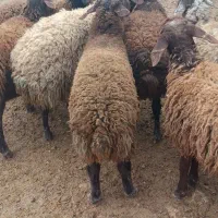 بره نر دشتی