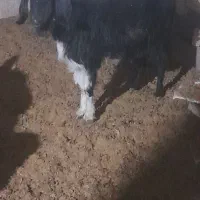 چبش ماده کهره بز ومیش جوان|حیوانات مزرعه|مرودشت, ده بید|دیوار