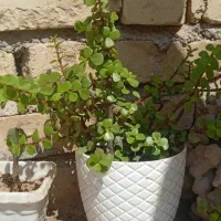 گل طبیعی|گل و گیاه طبیعی|فسا, |دیوار