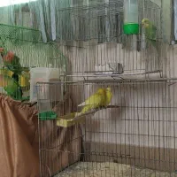 طوطی برزیلی معاوضه با گوشی|پرنده|ارومیه, |دیوار