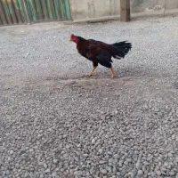 خروس لاری|حیوانات مزرعه|پاکدشت, پاکدشت (مامازند)|دیوار