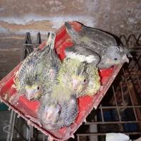 جوجه عروس هلندی