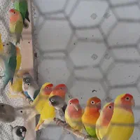 مرغ عشق عروس فنج کبوترنرگسی طوطی برزیلی با جوجه|پرنده|قم, آذر (نکویی)|دیوار