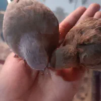 مجسمهکبوتر خا ن گی|مجسمه، تندیس، ماکت|زابل, |دیوار