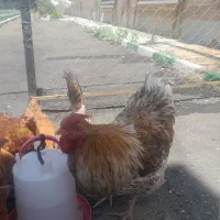 خروس‌ویاندت‌اورنج
