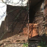 ژرمن شولاین و قفس بزرگ لانه سگ توضیحات بخونید