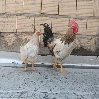 یک خروس جوان بامرغ تخمگذارجوان|حیوانات مزرعه|قم, سید معصوم|دیوار