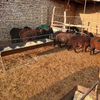 فروش 10 راس بره ماده پای پروار