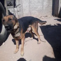 سگ ژرمن|سگ|کرمان, |دیوار