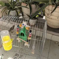 فنچ سیاه و سفید|پرنده|تهران, اوین|دیوار