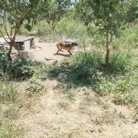 سگ نگهبان
