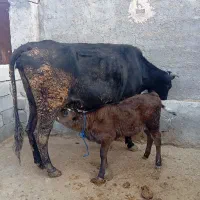 گاو و گوساله ماده  سویسی