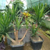 یوکای بُنسای