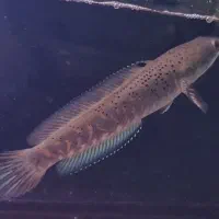 چانا بلوپالچرا