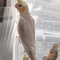 انواع عروس هلندی و برزیلی از سرلاکی تا بالغ و مولد|پرنده|گرمسار, |دیوار