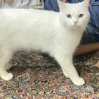 گربه