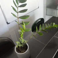 گل زاموفیلیا به همراه گلدان