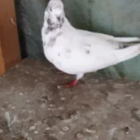 کبوتر‌پروازی