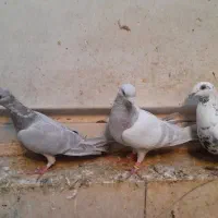 تعدادی کبوتر|پرنده|بهبهان, |دیوار