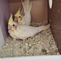 مرغ عروس|پرنده|آران و بیدگل, |دیوار