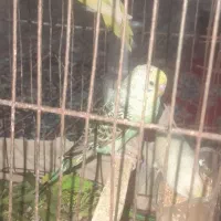 جوجه‌مرغ‌عشق