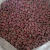 لوبیا قرمز بومی خوش پخت و تازه