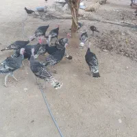 بوقلمون