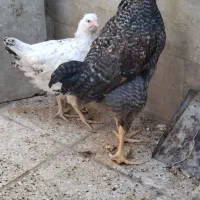 مرغ و خروس جوان
