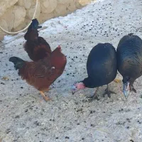 بوقلمون و خروس|حیوانات مزرعه|چالدران, |دیوار