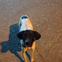 سگ شکاری پوینتر انگلیسی|سگ|لاهیجان, لیالستان|دیوار