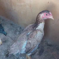 کوشامو