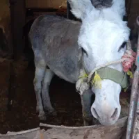 نرخر سالم