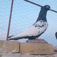 کفتر یا کبوتر