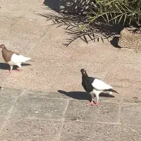 چند عدد کبوتر رنگی یهودی