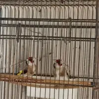 دو عدد سهره نرو ماده یک ماه قفس