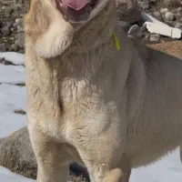 واگذاری سرابی|سگ|باسمنج, |دیوار