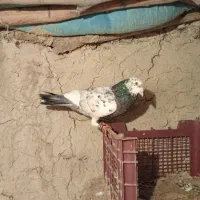 دوتا سار نر