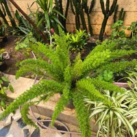 دم روباهی یا شویدی افوربیا با پیوند لاکتی|گل و گیاه طبیعی|تهران, سلسبیل شمالی|دیوار