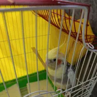 دوعدد عروس هلندی نر