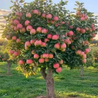 نهالستان دشت سبز|خدمات باغبانی و درختکاری|سنندج, |دیوار