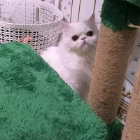 گربه پرشین|گربه|اهواز, کیانشهر|دیوار