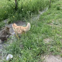 گربه خونگی باحال