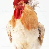 خروس سرحال