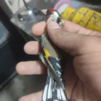 دوتا سهره تازه