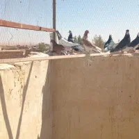 کفتر|پرنده|آران و بیدگل, |دیوار