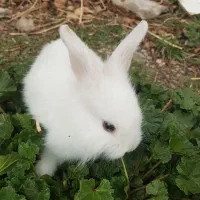 خرگوش به همراه قفس